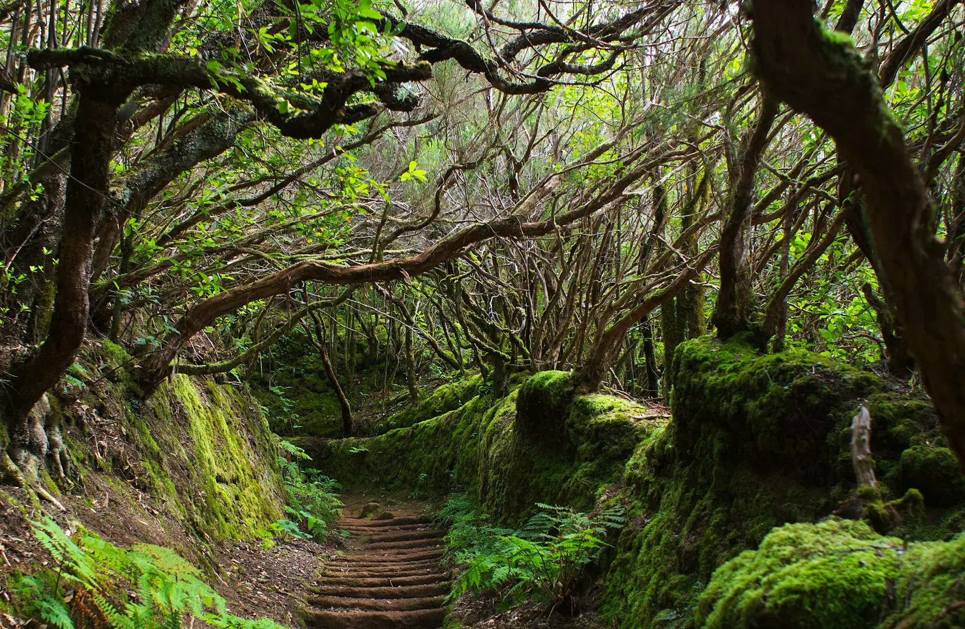 Sendero con escalones entre árboles de laurisilva cubiertos de musgo en Tenerife