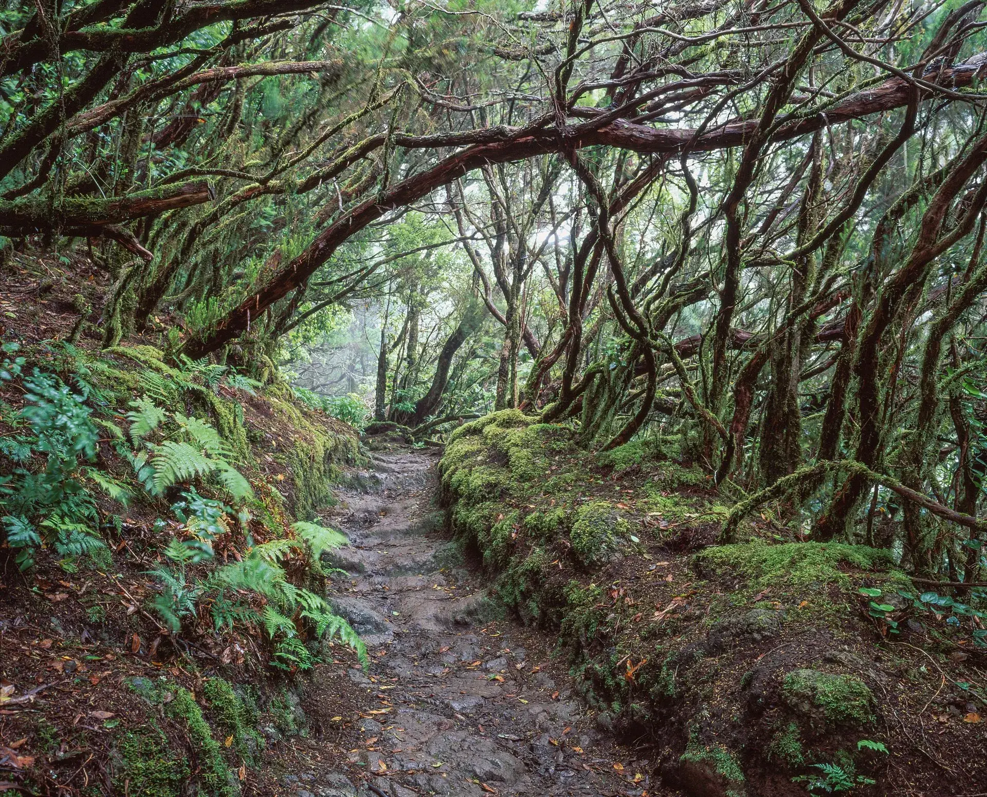 Dirt path between moss- and fern-covered laurel forest trees in Anaga Rural Park