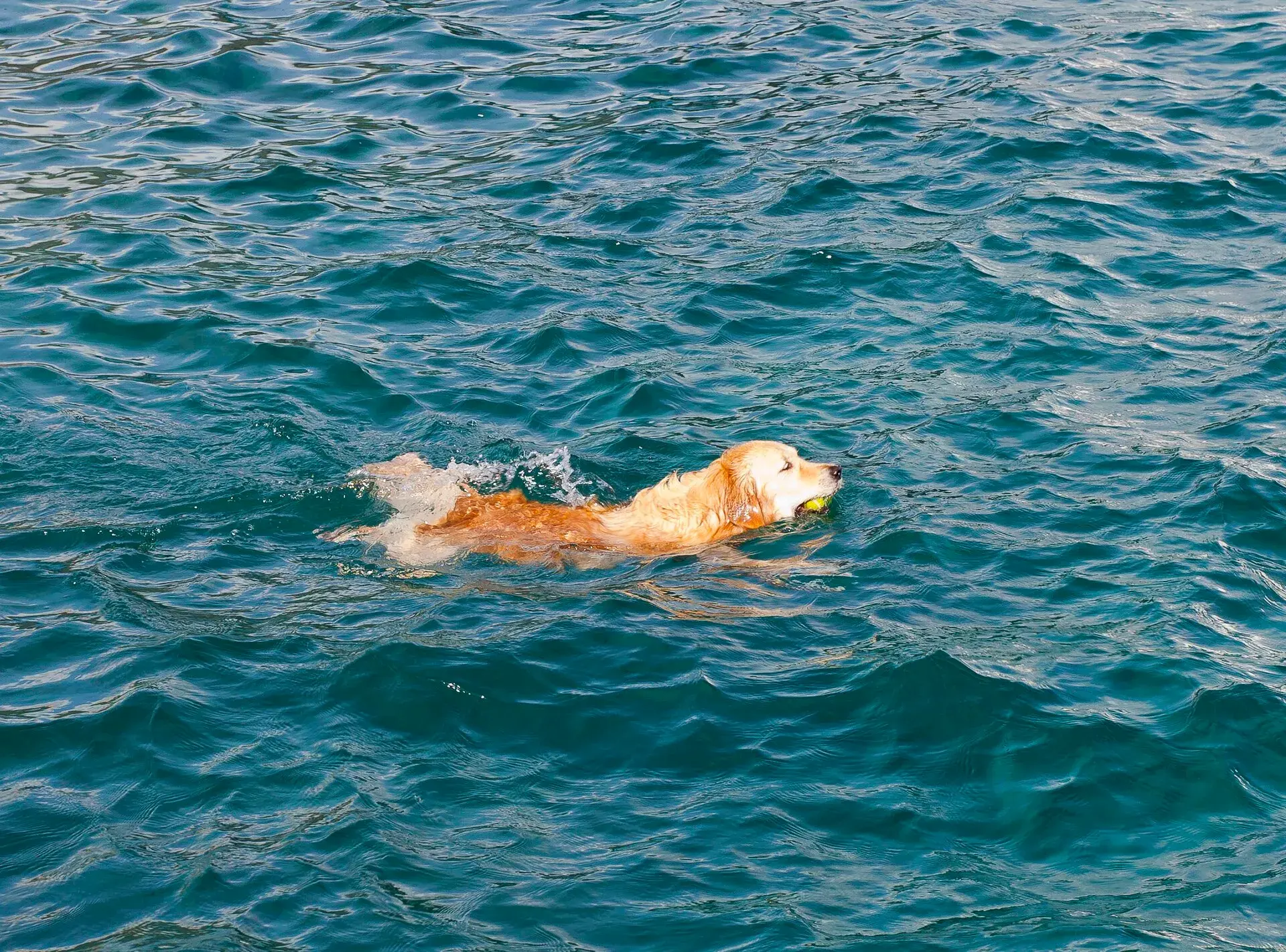 Perro nadando en el mar con una pelota en la boca, en Santa Cruz de Tenerife