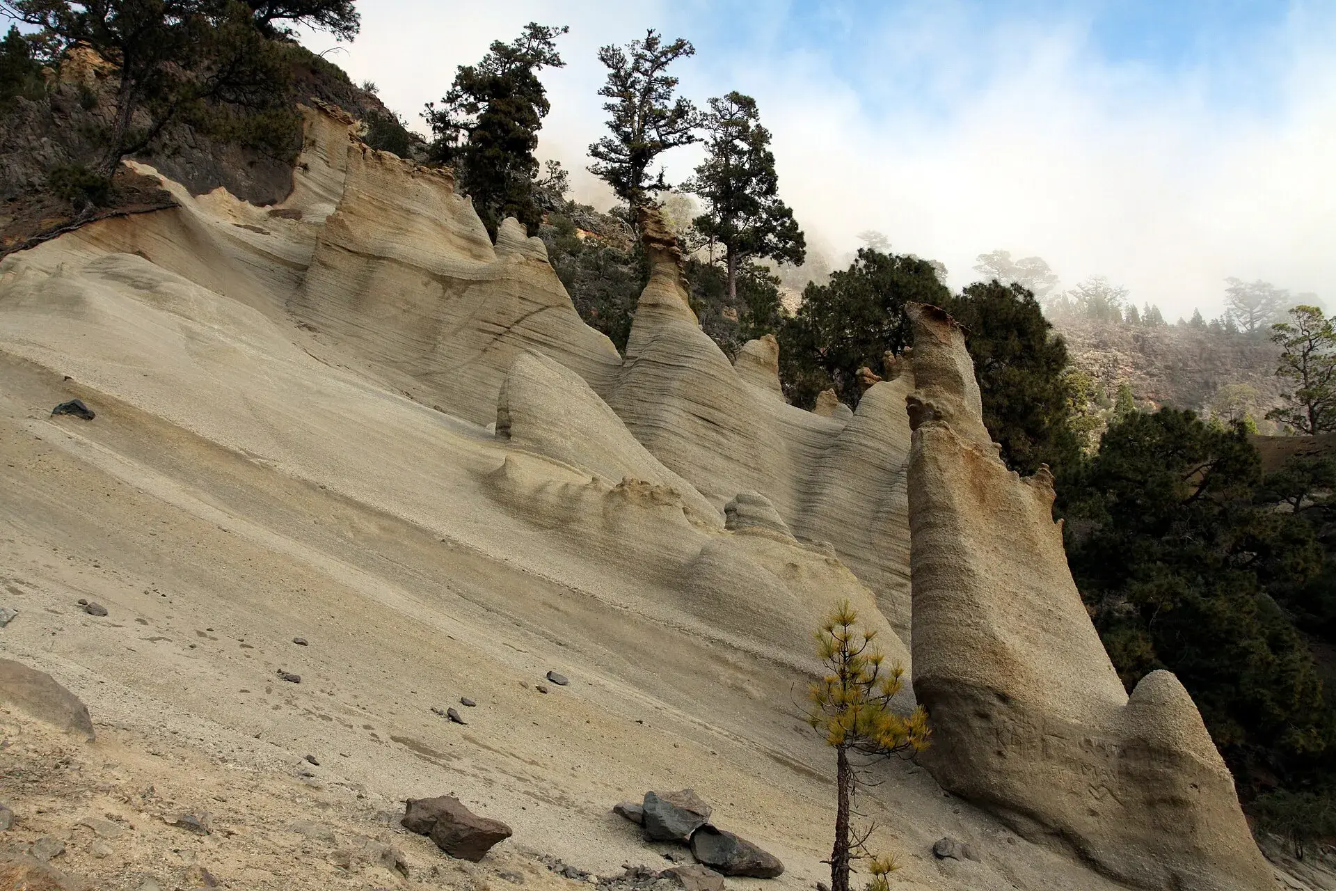 Formaciones de toba blanca erosionada del Paisaje Lunar entre pinos canarios, en las cumbres del sur de Tenerife