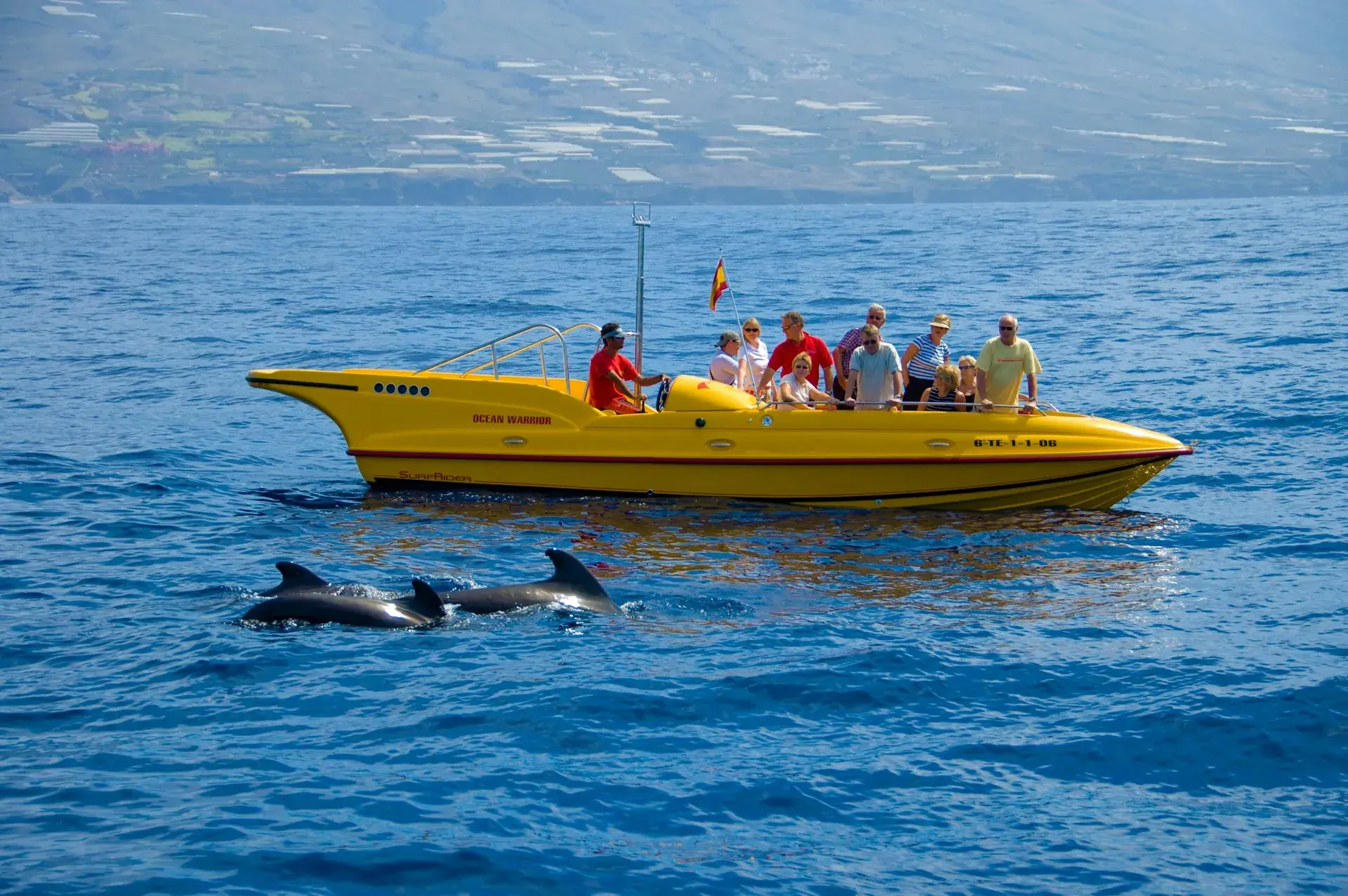 Lancha de avistamiento amarilla con pasajeros junto a un grupo de cetáceos en aguas de Tenerife