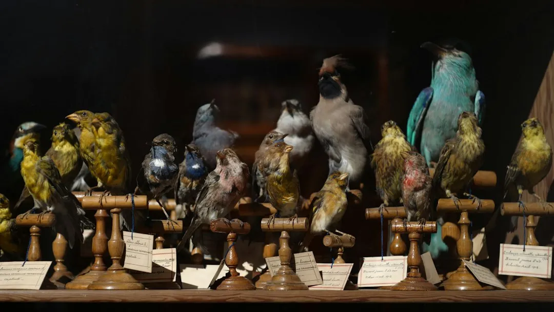 Vögel bei der ornithologischen Ausstellung